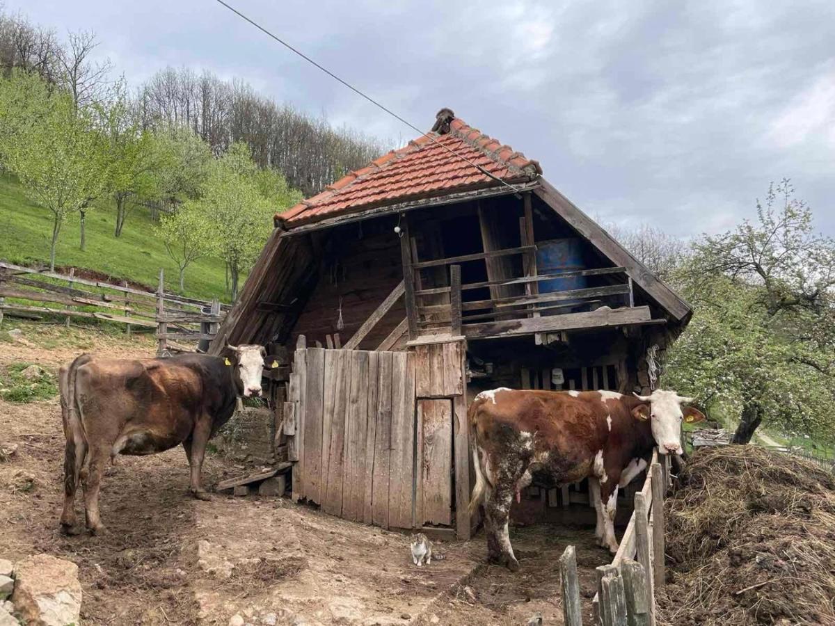 Family Owned Self Sufficient Eco Farm Tara Hotel ปิเลฟเลีย ภายนอก รูปภาพ