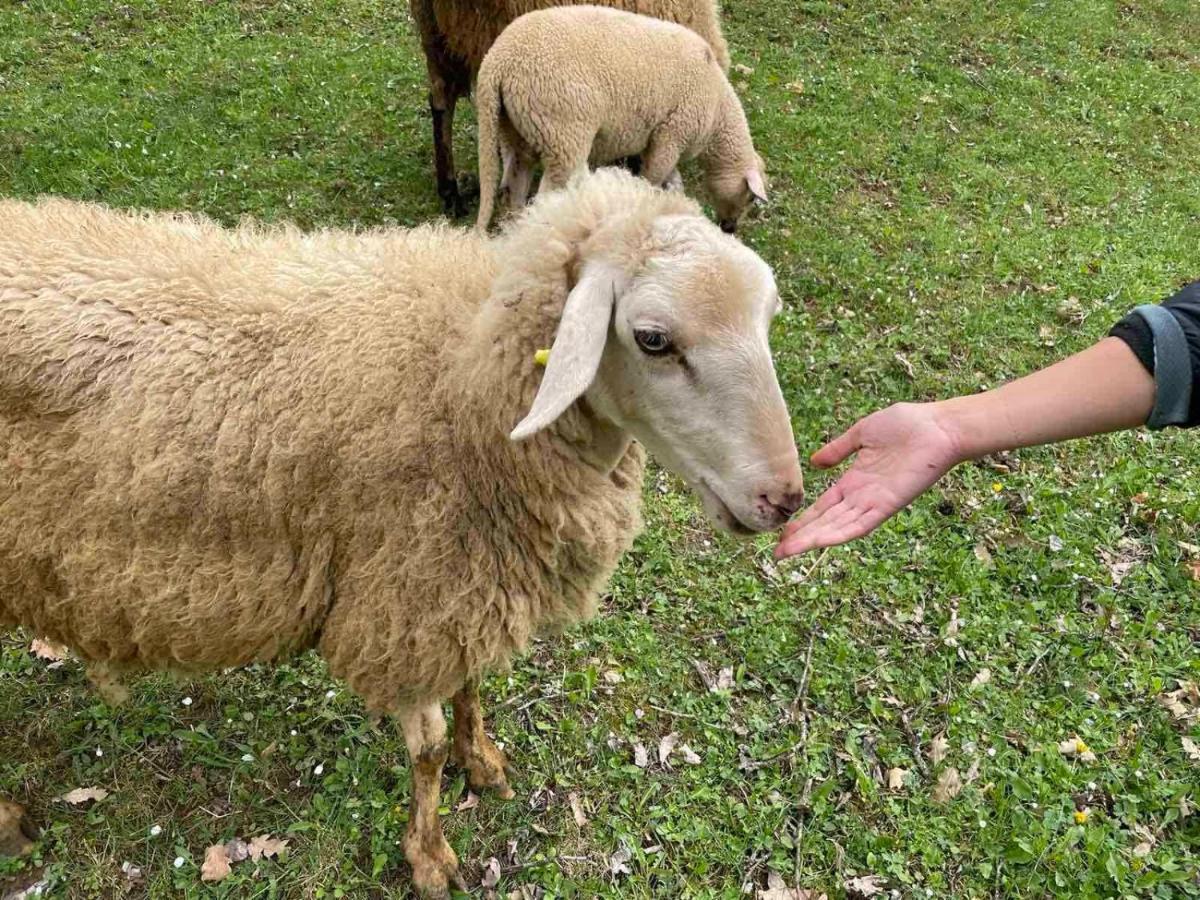 Family Owned Self Sufficient Eco Farm Tara Hotel ปิเลฟเลีย ภายนอก รูปภาพ