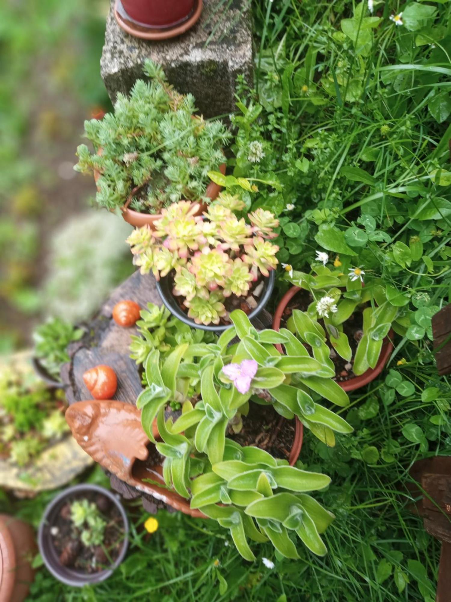 Family Owned Self Sufficient Eco Farm Tara Hotel ปิเลฟเลีย ภายนอก รูปภาพ