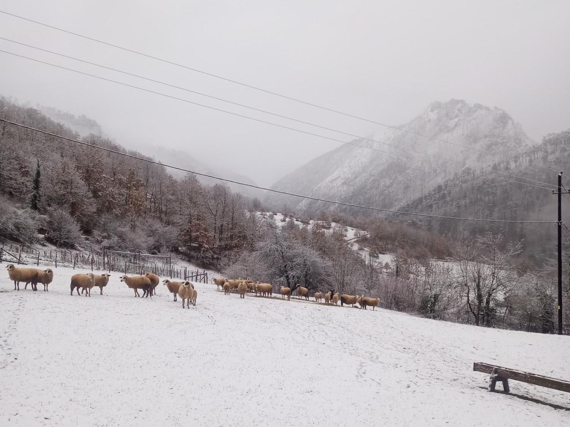 Family Owned Self Sufficient Eco Farm Tara Hotel ปิเลฟเลีย ภายนอก รูปภาพ